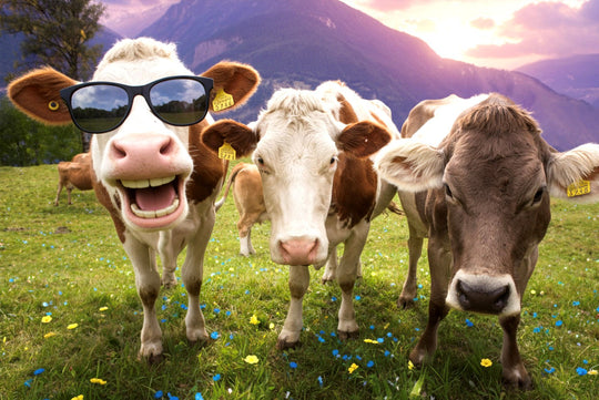 Finde den Außenseiter